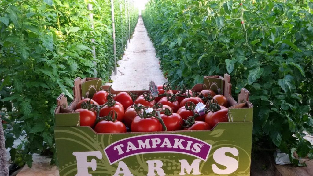 Tampakis Farms